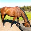 Girl Gone Rockin with her head in the feed bin, at Rosemont Stud after her huge G2 win at Flemington